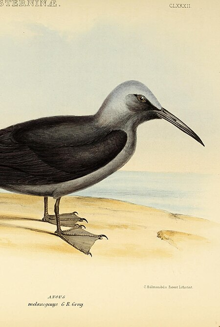 The genera of birds - comprising their generic characters, a notice of the habits of the genus, and an extensive list of species referred to their several genera (1849) (14752215692)