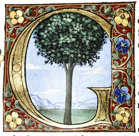 Illuminated G from douce pliny, Gherardo di Giovanni del Fora, 1476