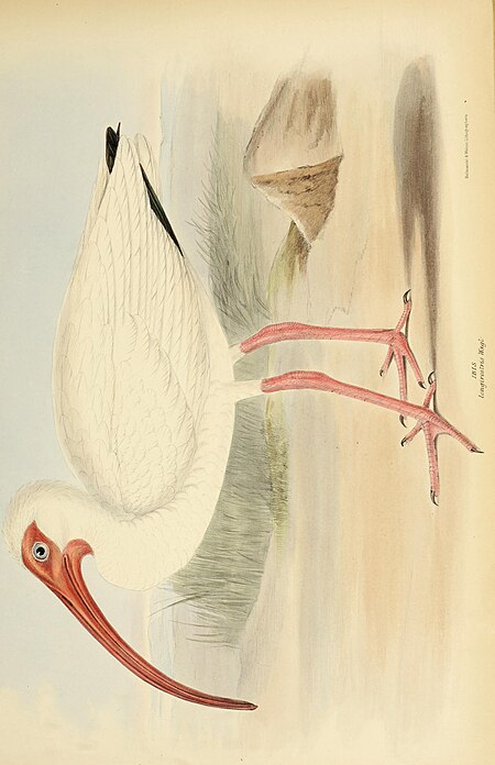 The genera of birds - comprising their generic characters, a notice of the habits of the genus, and an extensive list of species referred to their several genera (1849) (14749314041)