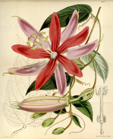 Passiflora insignis Bot. Mag. ser. 3, 29(348), tab. 6069. 1893