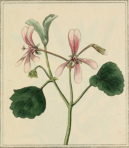 Elements of the science of botany, as established by Linnaeus; with examples to illustrate the classes and orders of his system (1812) (21273101371)