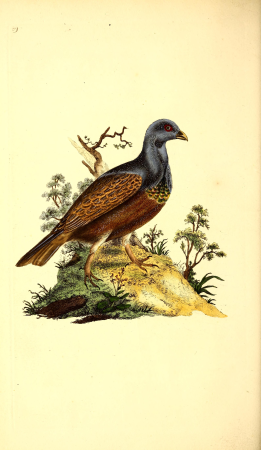 The natural history of British birds, or, A selection of the most rare, beautiful and interesting birds which inhabit this country - the descriptions from the Systema naturae of Linnaeus - with (14565500108), 1797