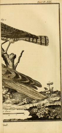Ornithologie, ou, Méthode contenant la division des oiseaux en ordres, sections, genres, especes and leurs variétés - a laquelle on a joint une description exacte de chaque espece, avec les citations (14751353942), 1760