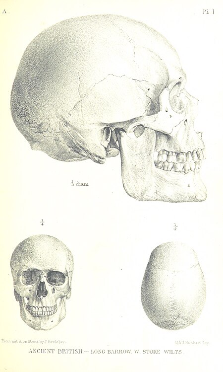 127 of 'On the Two Principal Forms of Ancient British and Gaulish Skulls ... With tables of measurements (and four plates) ... From the memoirs of the Anthropological Society of London, vol. 1' (11068831733)