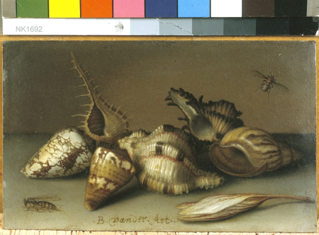 Still Life with Shells and an Autumn Crocus, Balthasar van der Ast, circa 1630 / 1630