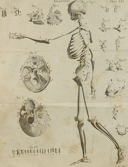 A compendious system of anatomy - in six parts - part I - Osteology; II. Of the muscles, &c.; III. Of the abdomen; IV. Of the thorax; V. Of the brain and nerves; VI. Of the senses; from the (14760213351), Andrew Bell, 1805