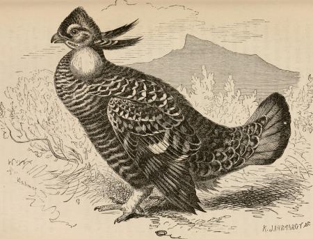The descent of man, and selection in relation to sex (1871) (14596434668), Robert Kretschmer