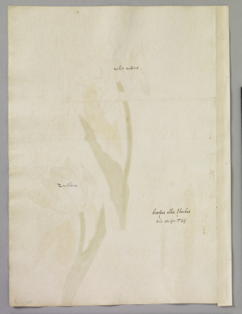 Alexander Marshal (RCIN 924308-1), Alexander Marshal