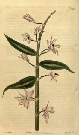 Dendrobium aphyllum (as Dendrobium cucullatum) - Curtis' 48 pl. 2242 (1821), 1821