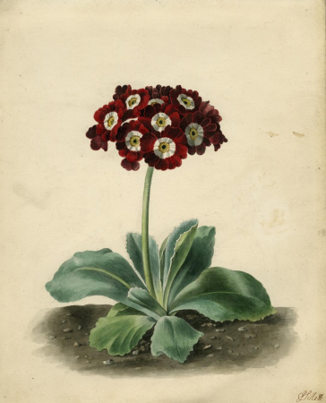 Merry's Pompadour Auricula, James Sillett