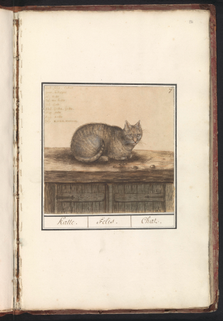Kat (Felis catus) Katte. Felis. Chat. (titel op object), RP-T-BR-2017-1-1-52, Elias Verhulst, between 1596 and 1610
