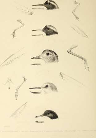 The genera of birds - comprising their generic characters, a notice of the habits of the genus, and an extensive list of species referred to their several genera (1849) (14752460935)