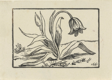 Tulp in bloei, RP-P-BI-4416, Dirck de Bray, 1661