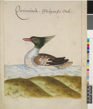 After John White - Red-breasted Merganser (Mergus serrator Linn), leaf from a volume (now consisting of 113 leaves of drawings), possibly after a lost drawing by John White, SL, 5270.79