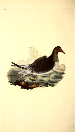 The natural history of British birds, or, A selection of the most rare, beautiful and interesting birds which inhabit this country - the descriptions from the Systema naturae of Linnaeus - with (14564737748), 1817