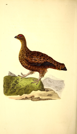 The natural history of British birds, or, A selection of the most rare, beautiful and interesting birds which inhabit this country - the descriptions from the Systema naturae of Linnaeus - with (14727379246), 1818