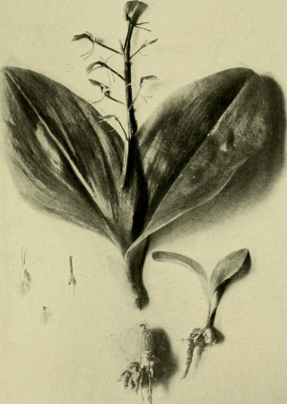 Bog-trotting for orchids (1904) (20199083788), Grace Greylock Niles, 1904