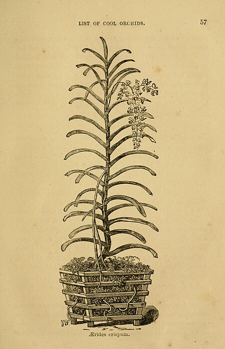 Cool orchids, and how to grow them - with a descriptive list of all the best species in cultivation (and how to grow them -) (20692769835), 1874