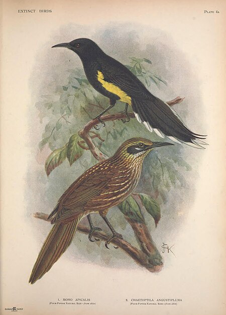 Extinct birds - an attempt to unite in one volume a short account of those birds which have become extinct in historical times - that is, within the last six or seven hundred years - to which are (14565861038), 1907