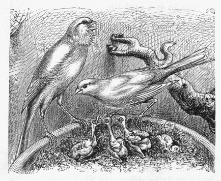 Canary Nest with Babies, Harrison Weir, 1885