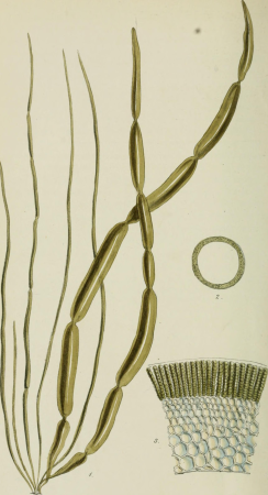 Phycologia Britannica, or, A history of British sea-weeds - containing coloured figures, generic and specific characters, synonymes, and descriptions of all the species of algae inhabiting the shores (14761275581), 1846