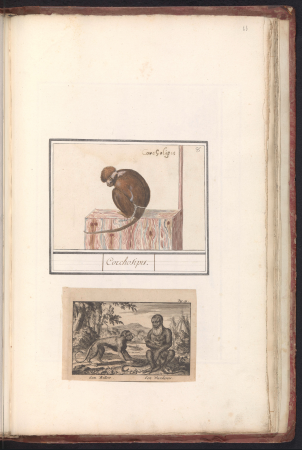 Roodkopmangabey (Cercocebus torquatus) Corchosipus (titel op object) Een Rillow Een Wanderow (titel op object), RP-T-BR-2017-1-2-63, between 1596 and 1610