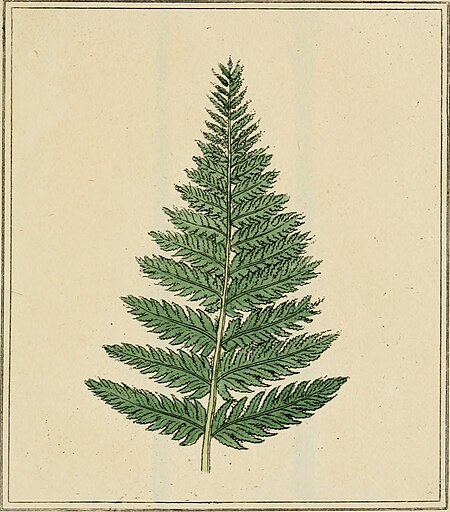 Elements of the science of botany, as established by Linnaeus; with examples to illustrate the classes and orders of his system (1812) (21273246801)