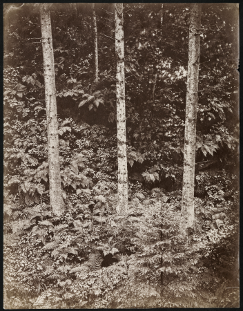 Nature study with three spruce trunks, Freimund Edlich, between 1870 and 1891