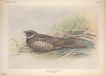 Extinct birds - an attempt to unite in one volume a short account of those birds which have become extinct in historical times - that is, within the last six or seven hundred years - to which are (14729516316), 1907