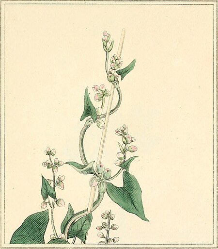 Elements of the science of botany, as established by Linnaeus; with examples to illustrate the classes and orders of his system (1812) (21272904331)