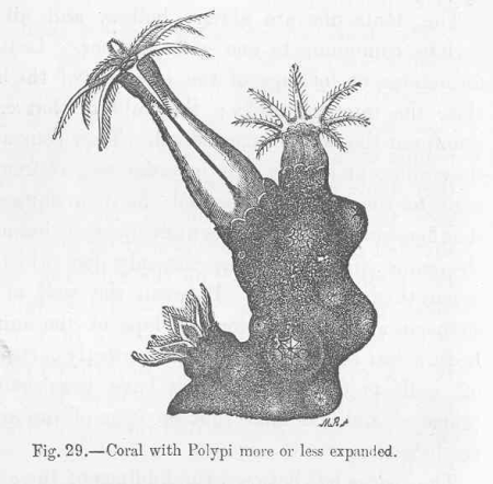 FMIB 49967 Coral with Polypi more or less expanded, 1872