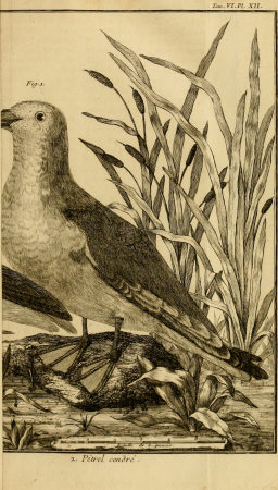Ornithologie, ou, Méthode contenant la division des oiseaux en ordres, sections, genres, especes and leurs variétés - a laquelle on a joint une description exacte de chaque espece, avec les citations (14751144352), 1760