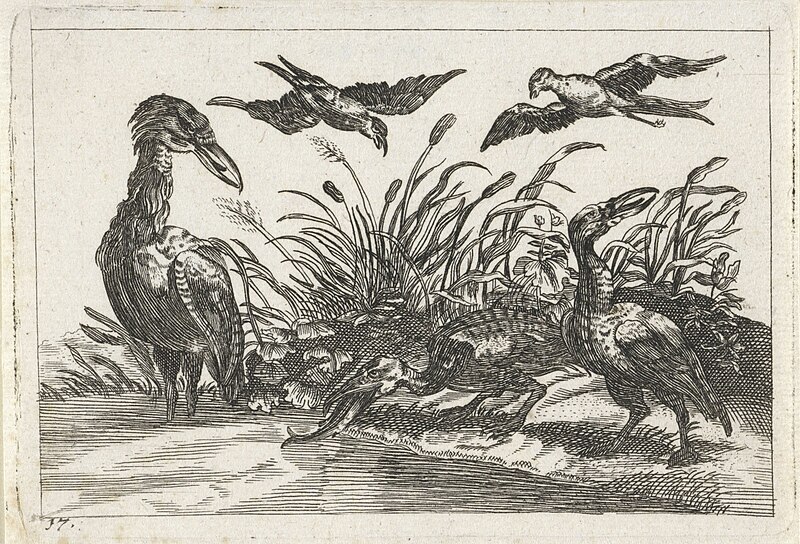 Reigers en zwaluwen, RP-P-OB-11.641, Francis Barlow, between 1654 and 1712
