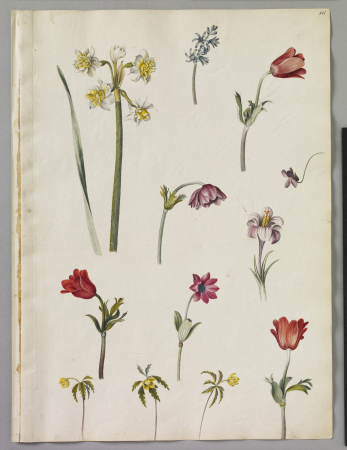 Alexander Marshal (RCIN 924283), Alexander Marshal