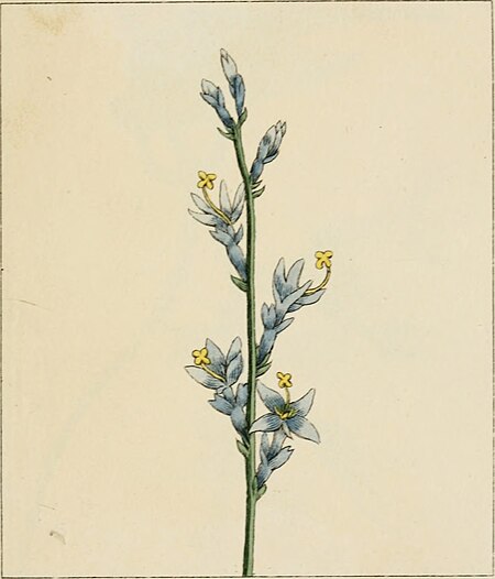 Elements of the science of botany, as established by Linnaeus; with examples to illustrate the classes and orders of his system (1812) (20643924713)