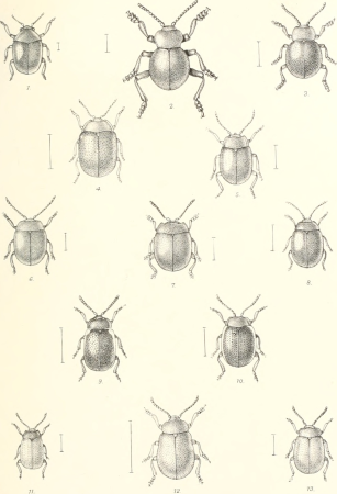 The Coleoptera of the British islands. A descriptive account of the families, genera, and species indigenous to Great Britain and Ireland, with notes as to localities, habitats, etc (1887) (20040187644)