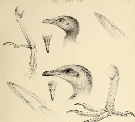 The genera of birds - comprising their generic characters, a notice of the habits of the genus, and an extensive list of species referred to their several genera (1849) (14749262841)