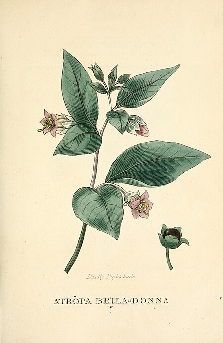 Elements of the science of botany, as established by Linnaeus; with examples to illustrate the classes and orders of his system (1812) (21254295102)