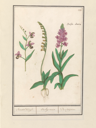 Orchidee (Orchidaceae) Standel Kruijd. Orchys variae. Du Satijrion. (titel op object), RP-T-BR-2017-1-9-41, Elias Verhulst, between 1596 and 1610