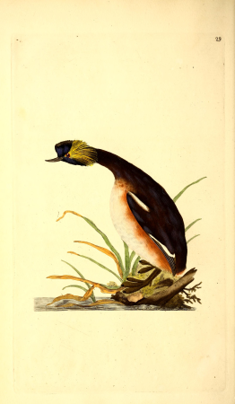 The natural history of British birds, or, A selection of the most rare, beautiful and interesting birds which inhabit this country - the descriptions from the Systema naturae of Linnaeus - with (14563381748), 1795