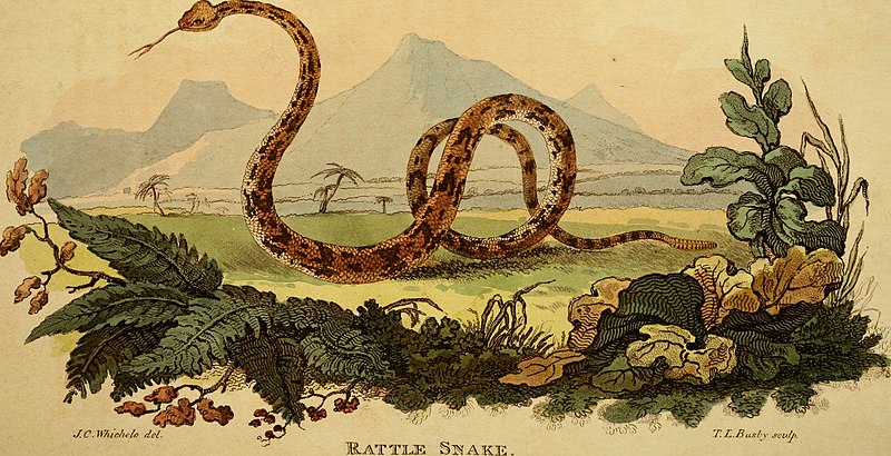 Arcana, or, The museum of natural history - containing the most recent discovered objects - embellished with coloured plates, and corresponding descriptions - with extracts relating to animals, and (19743369532), John Whichelo, 1825