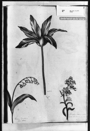 Alexander Marshal (RCIN 924306-3), Alexander Marshal