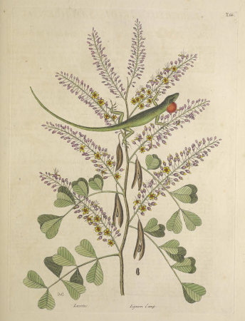 NaturalhistoryCc1v2Cate 0207, 1743