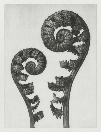 Aspidium Filix Mas (Shield Fern), Karl Blossfeldt