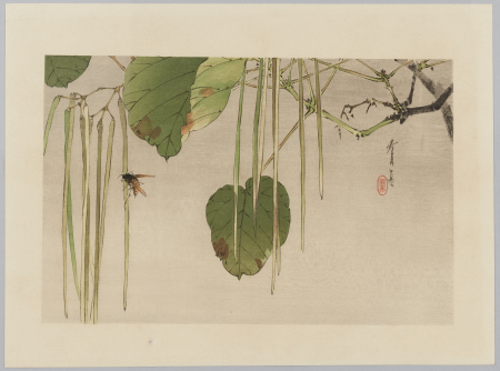 Guêpe sur un fruit de Catalpa, M.C. 2021-5(1), En 1916