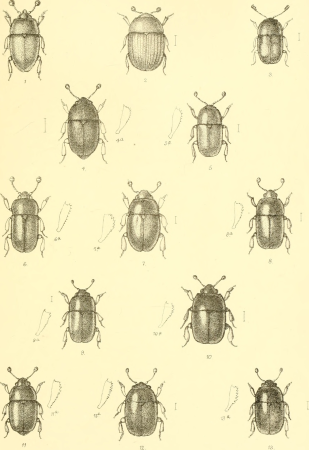 The Coleoptera of the British islands. A descriptive account of the families, genera, and species indigenous to Great Britain and Ireland, with notes as to localities, habitats, etc (1887) (20653896722)