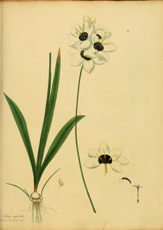 The botanist's repository, for new, and rare plants - containing coloured figures of such plants, as have not hitherto appeared in any similar publication, with all their essential characters, (14596696748), 1797