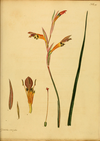 The botanist's repository, for new, and rare plants - containing coloured figures of such plants, as have not hitherto appeared in any similar publication, with all their essential characters, (14596701638), 1797