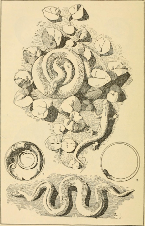 Handbook of ornament; a grammar of art, industrial and architectural designing in all its branches, for practical as well as theoretical use (1900) (14781982994)
