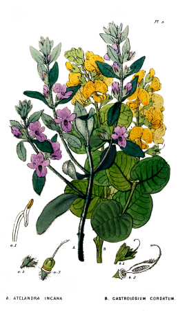 Appendix to the first twenty-three volumes of Edwards's Botanical Register - Plate 5, 1839